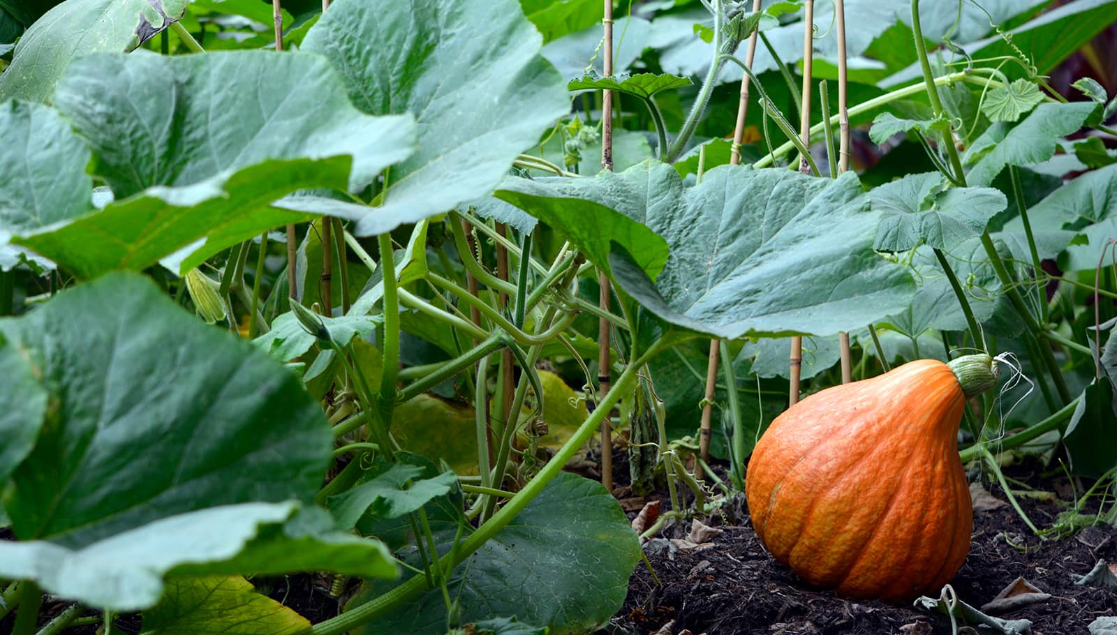 pumpkin patch