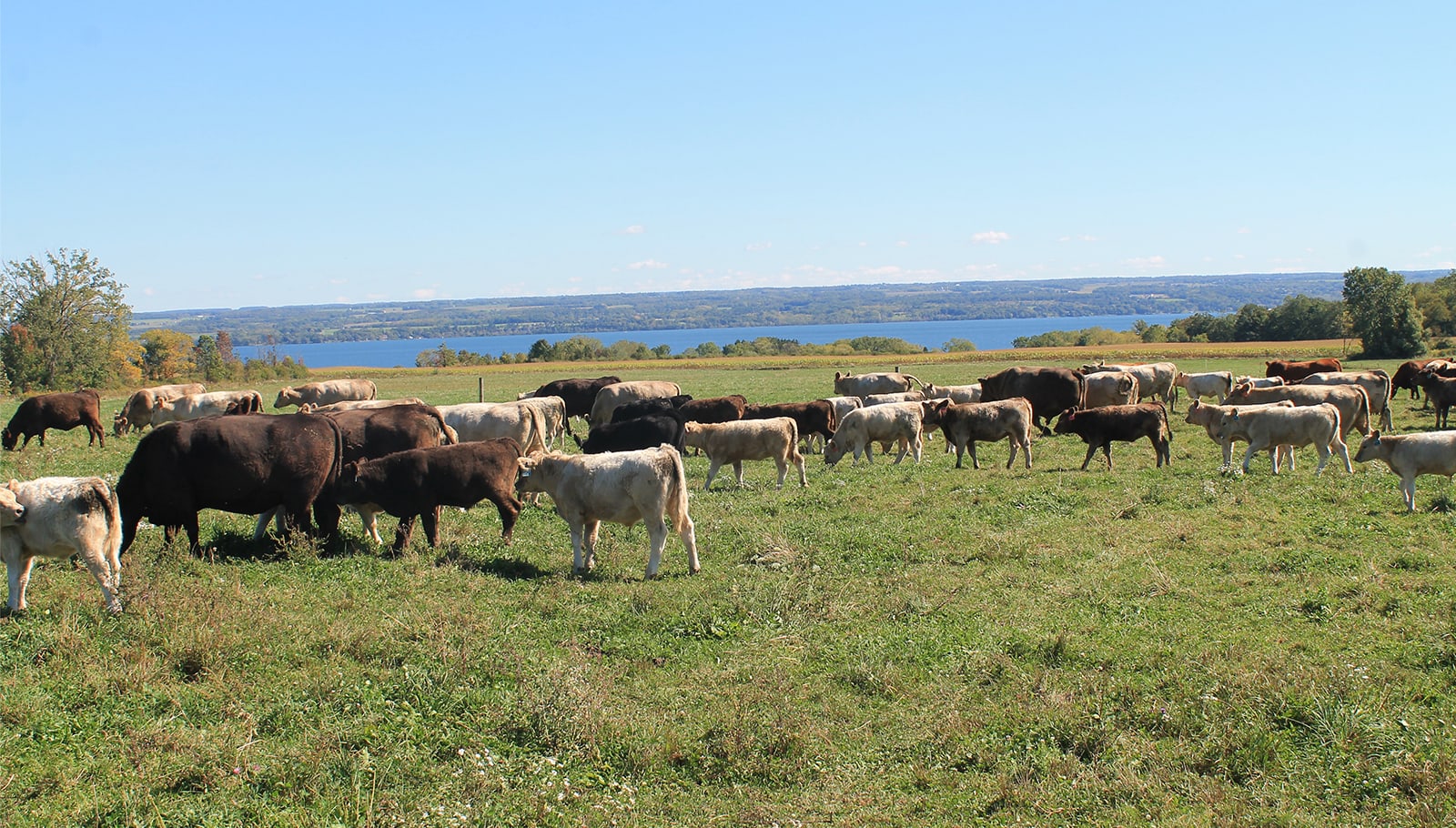 cows in field