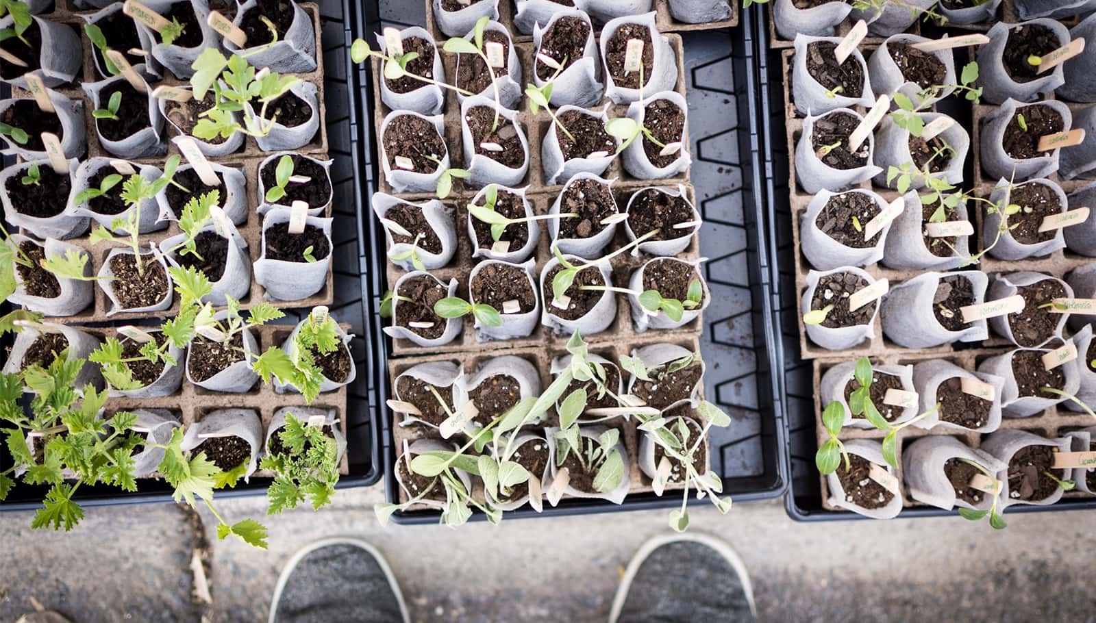 plants ready to be planted