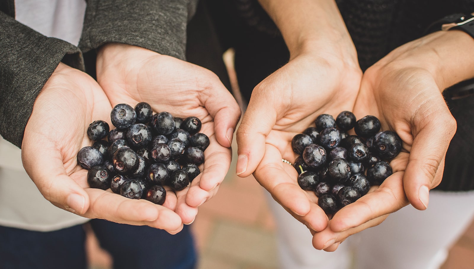 blueberries in hands