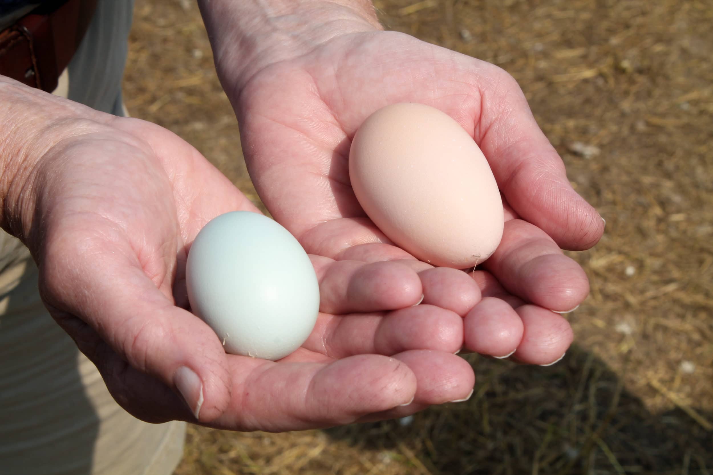 eggs in hand