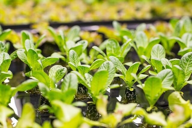 Teaming up with Babylon Micro-Farms